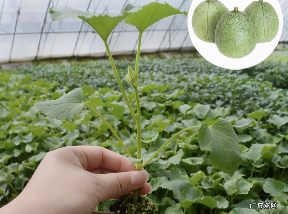 白瓜几月份种植 白瓜生长环境
