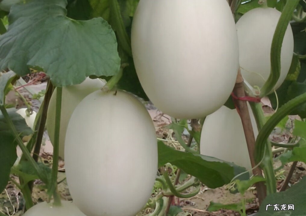 白瓜几月份种植 白瓜生长环境