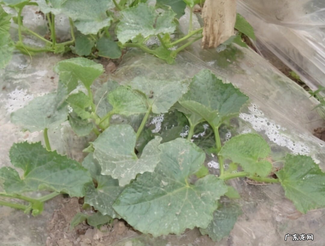 白瓜几月份种植 白瓜生长环境