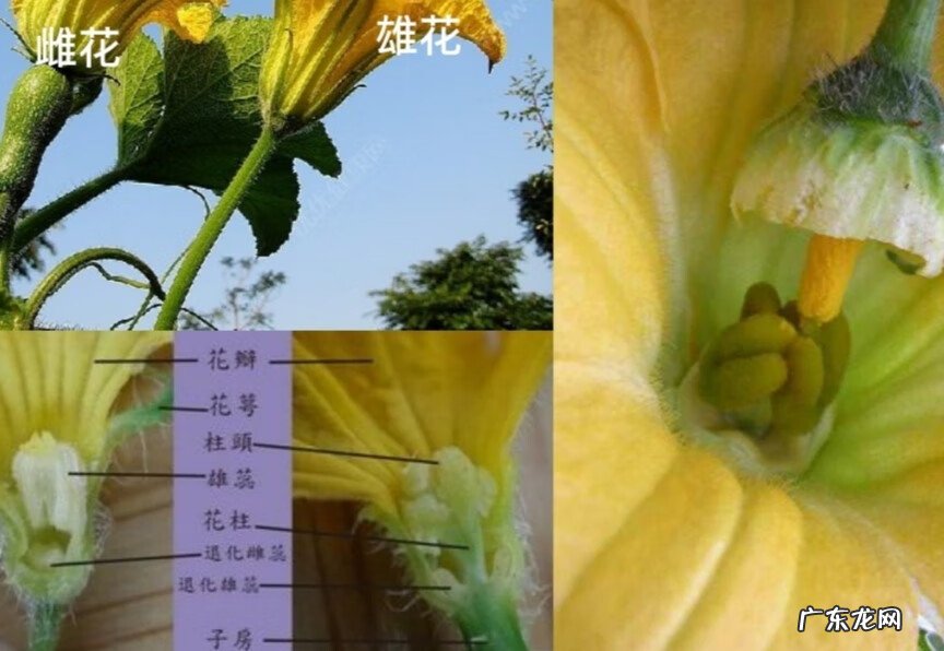 白瓜几月份种植 白瓜生长环境