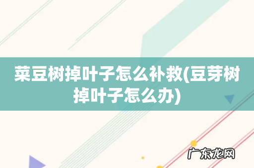 豆芽树掉叶子怎么办 菜豆树掉叶子怎么补救