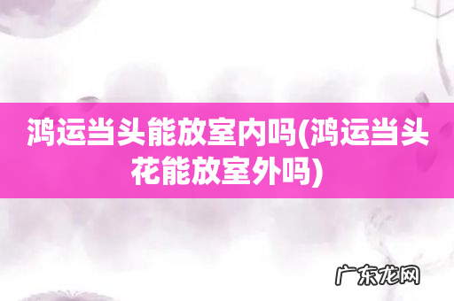 鸿运当头花能放室外吗 鸿运当头能放室内吗