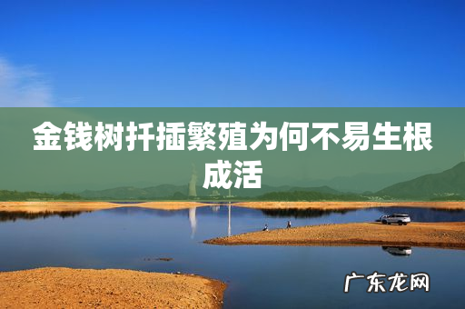 金钱树扦插繁殖为何不易生根成活