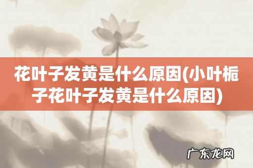 小叶栀子花叶子发黄是什么原因 花叶子发黄是什么原因