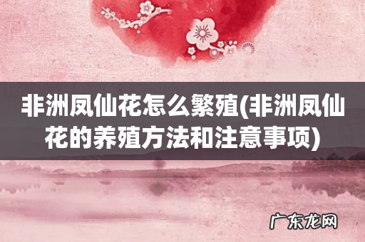 非洲凤仙花的养殖方法和注意事项 非洲凤仙花怎么繁殖