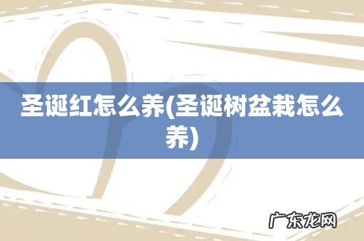 圣诞树盆栽怎么养 圣诞红怎么养