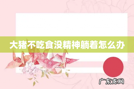 大猪不吃食没精神躺着怎么办