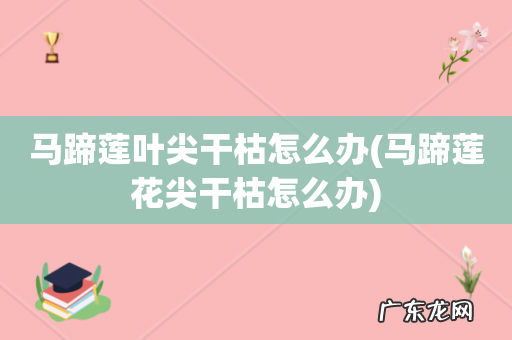 马蹄莲花尖干枯怎么办 马蹄莲叶尖干枯怎么办