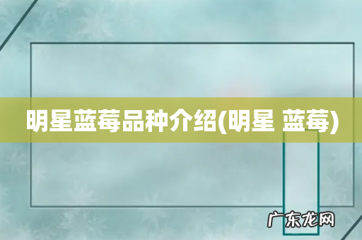 明星 蓝莓 明星蓝莓品种介绍