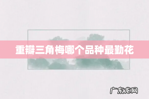 重瓣三角梅哪个品种最勤花