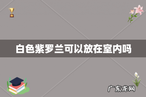白色紫罗兰可以放在室内吗