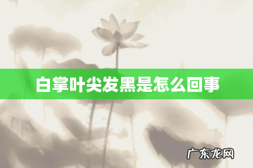 白掌叶尖发黑是怎么回事