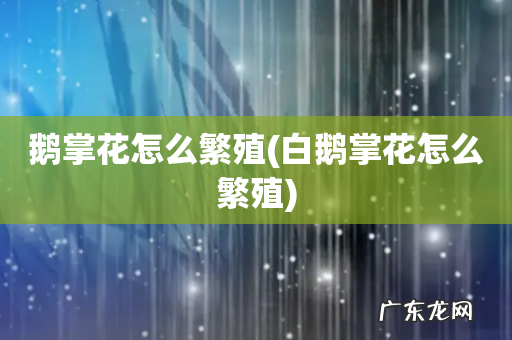 白鹅掌花怎么繁殖 鹅掌花怎么繁殖