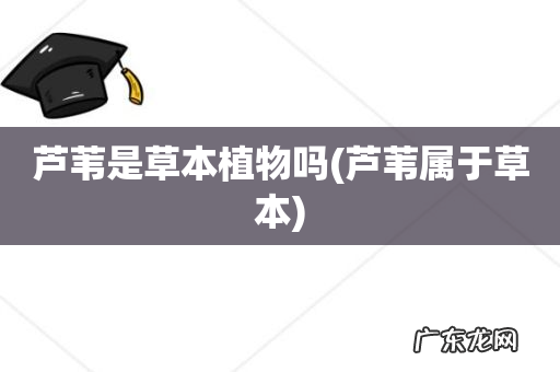 芦苇属于草本 芦苇是草本植物吗