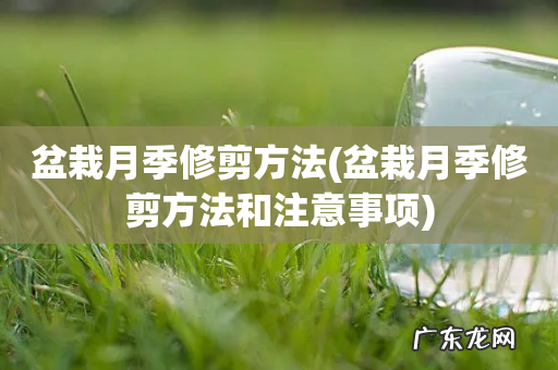 盆栽月季修剪方法和注意事项 盆栽月季修剪方法