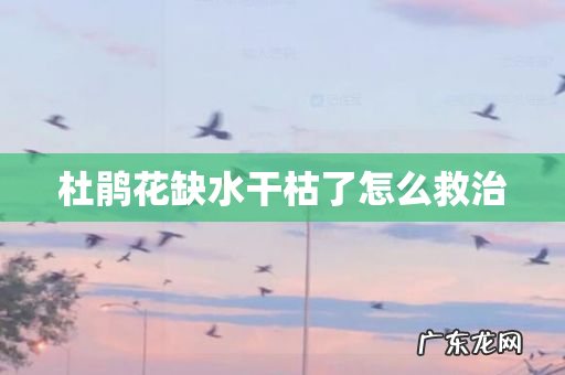 杜鹃花缺水干枯了怎么救治