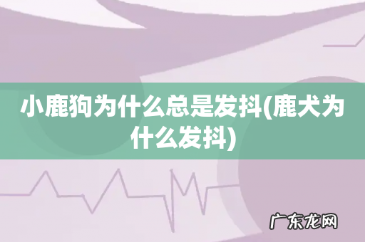 鹿犬为什么发抖 小鹿狗为什么总是发抖