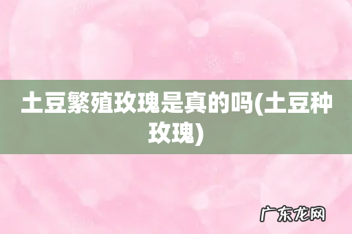土豆种玫瑰 土豆繁殖玫瑰是真的吗