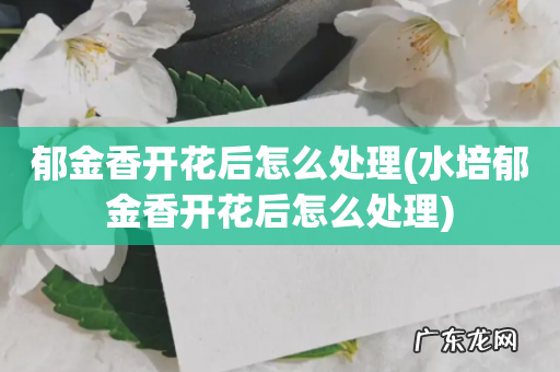 水培郁金香开花后怎么处理 郁金香开花后怎么处理