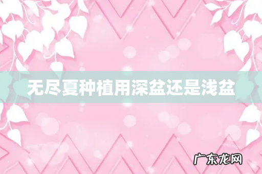 无尽夏种植用深盆还是浅盆