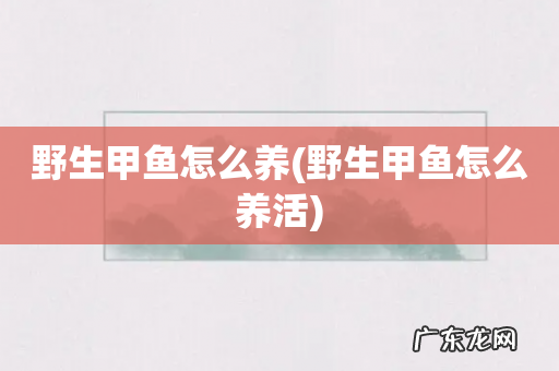 野生甲鱼怎么养活 野生甲鱼怎么养
