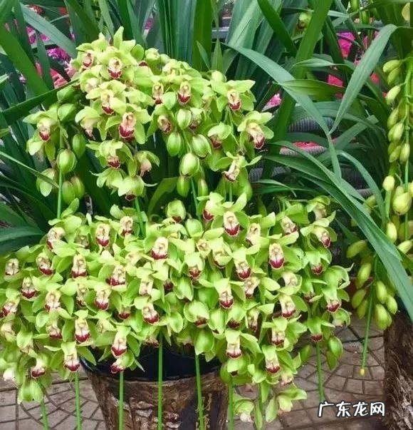 养金鱼摆放位置有什么讲究 金鱼花风水摆放