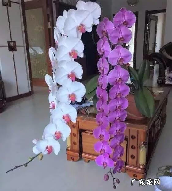 养金鱼摆放位置有什么讲究 金鱼花风水摆放