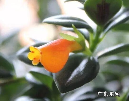 养金鱼摆放位置有什么讲究 金鱼花风水摆放