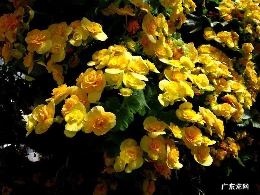 养金鱼摆放位置有什么讲究 金鱼花风水摆放