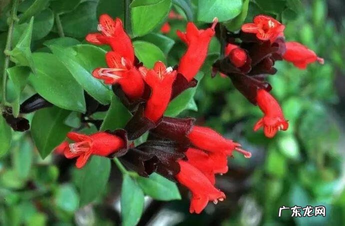 养金鱼摆放位置有什么讲究 金鱼花风水摆放