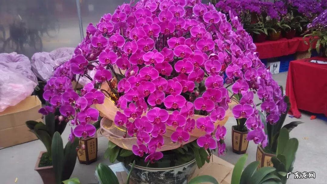 养金鱼摆放位置有什么讲究 金鱼花风水摆放