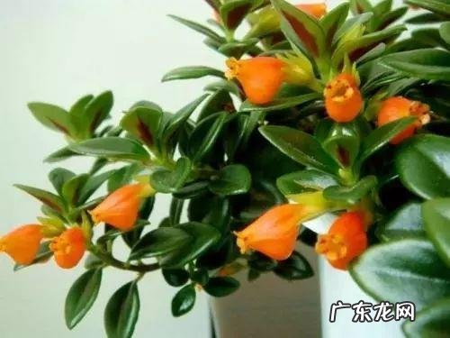 养金鱼摆放位置有什么讲究 金鱼花风水摆放