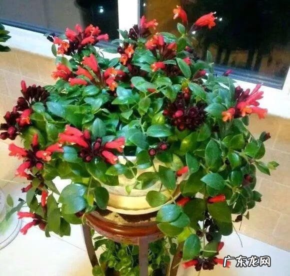 养金鱼摆放位置有什么讲究 金鱼花风水摆放