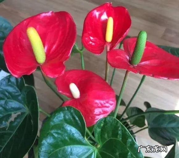 养金鱼摆放位置有什么讲究 金鱼花风水摆放