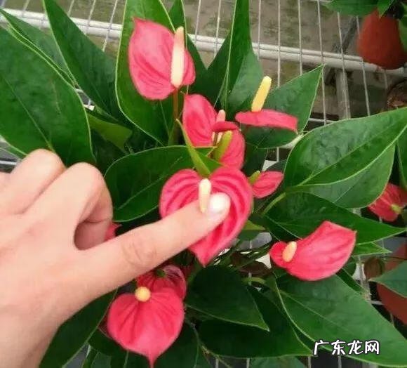 养金鱼摆放位置有什么讲究 金鱼花风水摆放