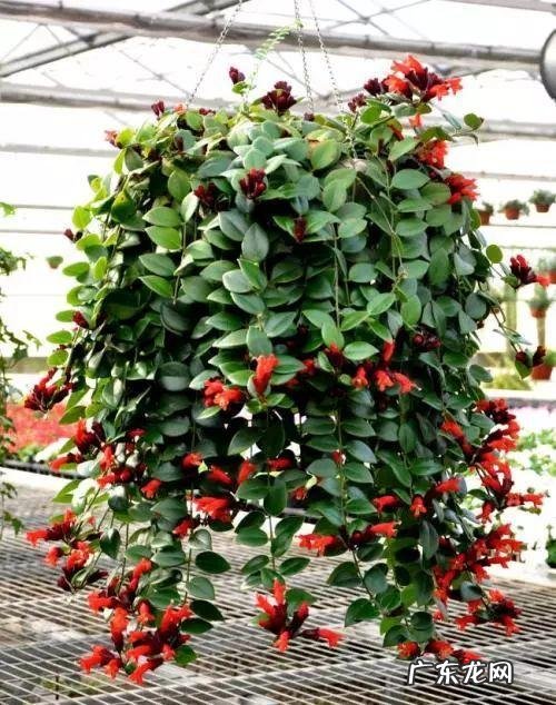 养金鱼摆放位置有什么讲究 金鱼花风水摆放