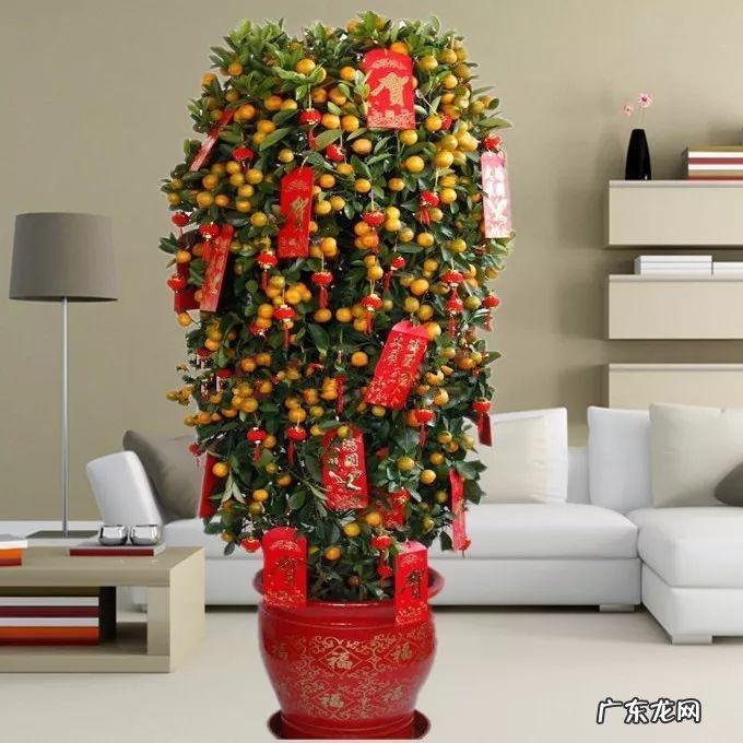 养金鱼摆放位置有什么讲究 金鱼花风水摆放