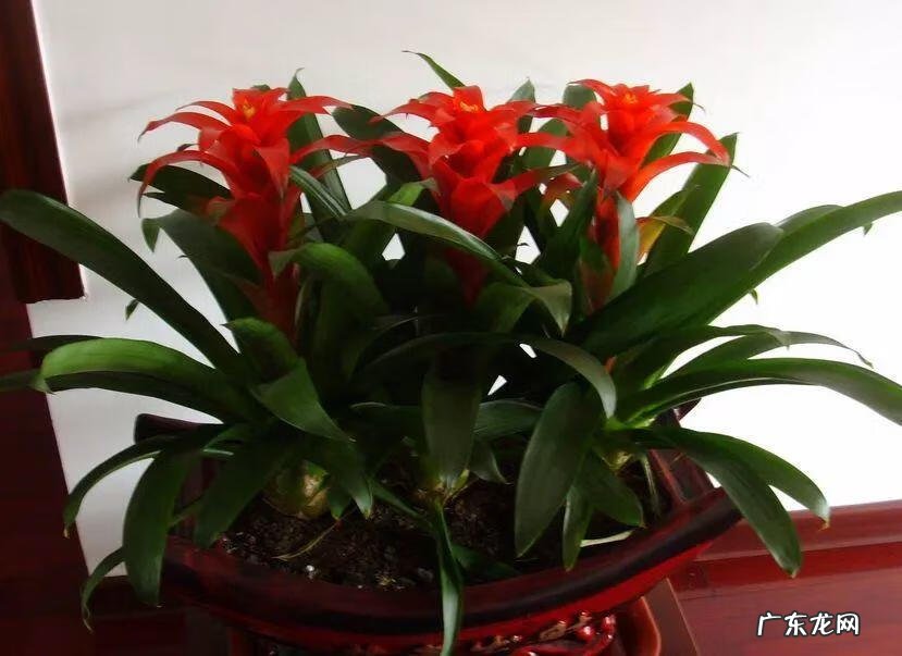 养金鱼摆放位置有什么讲究 金鱼花风水摆放