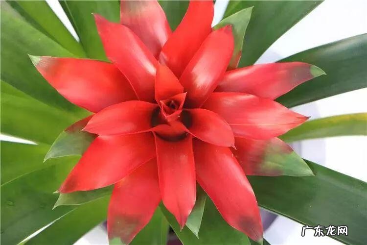 养金鱼摆放位置有什么讲究 金鱼花风水摆放