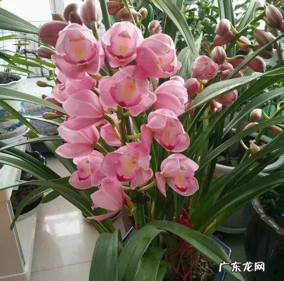 养金鱼摆放位置有什么讲究 金鱼花风水摆放