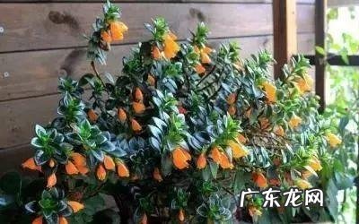 养金鱼摆放位置有什么讲究 金鱼花风水摆放
