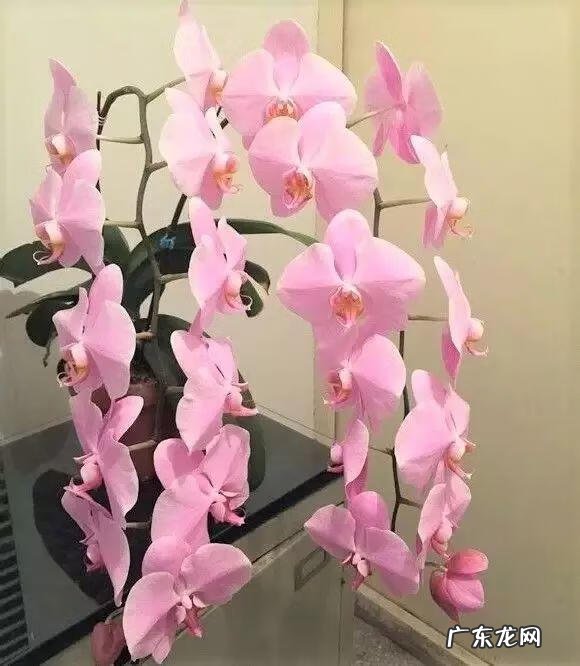 养金鱼摆放位置有什么讲究 金鱼花风水摆放