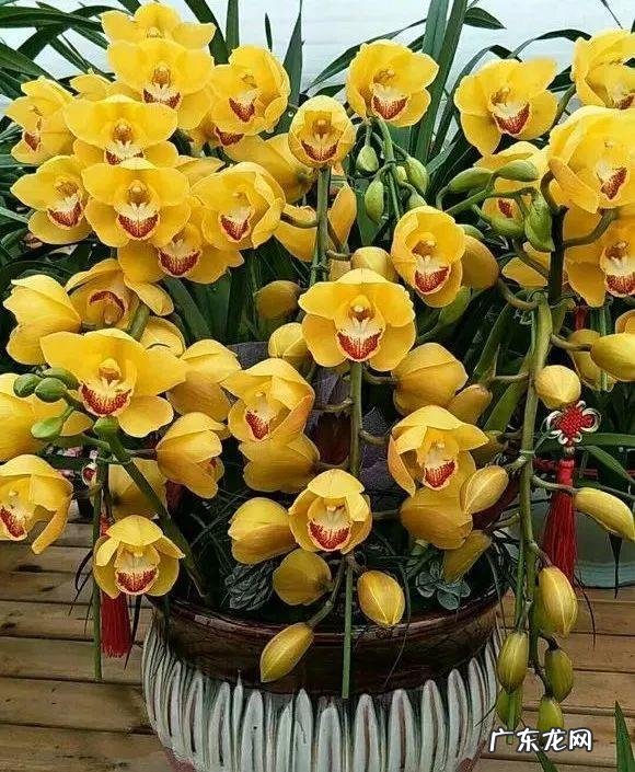 养金鱼摆放位置有什么讲究 金鱼花风水摆放