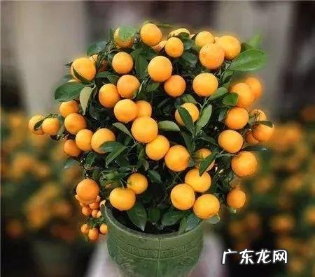 养金鱼摆放位置有什么讲究 金鱼花风水摆放