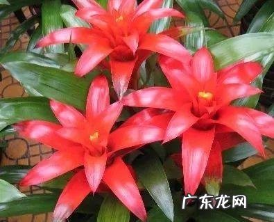 养金鱼摆放位置有什么讲究 金鱼花风水摆放