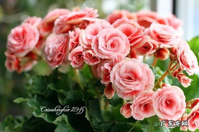 养金鱼摆放位置有什么讲究 金鱼花风水摆放