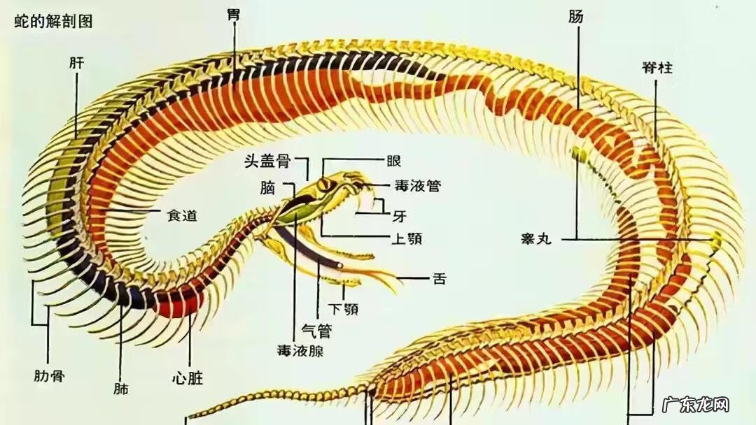 晚上回家看见蛇有什么预兆 晚上看到蛇在家有什么预兆