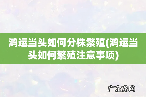 鸿运当头如何繁殖注意事项 鸿运当头如何分株繁殖
