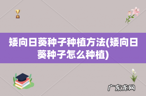 矮向日葵种子怎么种植 矮向日葵种子种植方法
