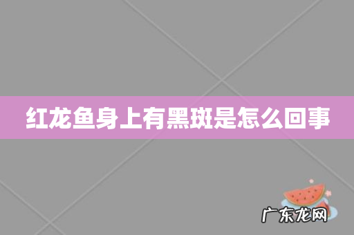 红龙鱼身上有黑斑是怎么回事